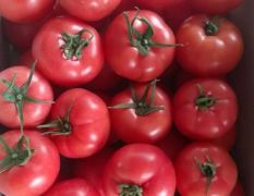 莘县硬粉西红柿大红西红柿 正在大量上市