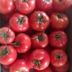 莘县硬粉西红柿大红西红柿 正在大量上市