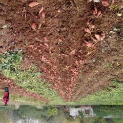 蜜薯烟25，农户直销