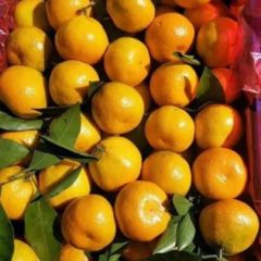 宜昌特早蜜桔大量上市