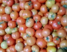 万亩西红柿大红果价格真便宜!