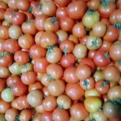 万亩西红柿大红果价格真便宜!