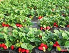 顺平县，九九草莓，十九草莓等草莓基地