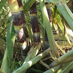 本地优质甘蔗成熟，批发零售。3元一棵！！！