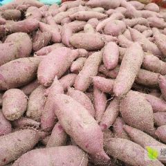 纯沙地紫薯大量上市