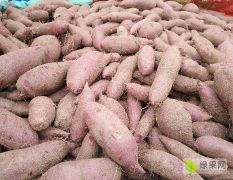 纯沙地紫薯大量上市