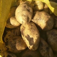 大量供应马铃薯，品种多