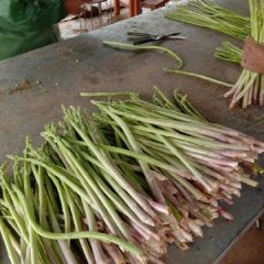 萧县芦笋基地诚招各地代理商18297673570