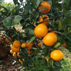 贡柑，皇帝柑，代办，直销