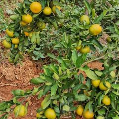 普早柑橘大量上市