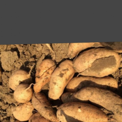 批发红薯8毛左右一斤可以商量电话15238582073