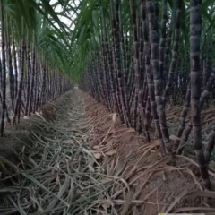 甘蔗批发价 第一次卖 自家种的价格可以商量电话15238582073