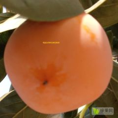 柿子大量上市了价格便宜