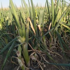 长岭大葱长势旺盛,长岭杨洁诚信合作