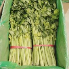 河北昌黎 芹菜 西芹