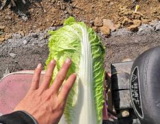 玉田白菜大量上市中！随时供货