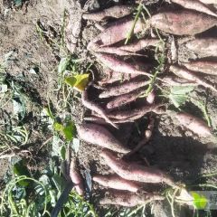 二十亩地红薯急卖，沙地红薯