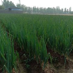 山东产区直供长白大葱