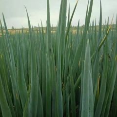 青海优秀大葱约40亩。需要的老板可以联系我。