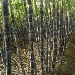 黑皮甘蔗，合作社种植，一手货源