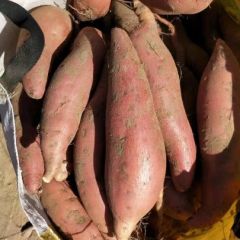 烟薯25，三两到二斤半，一元一斤，售完为止
