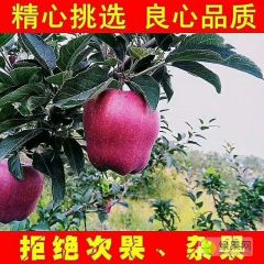 甘肃秦安产区花牛苹果75起1.3-1.5元/斤