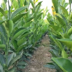 基地专供优质柑橘苗木，圆丰脐橙苗