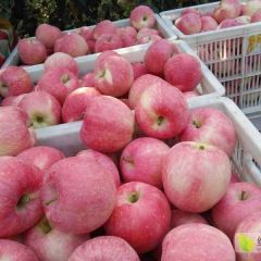 宁夏富硒苹果量大