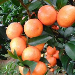 砂糖橘南丰蜜桔