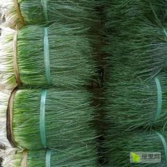 云南玉溪长期出售精品小葱