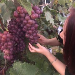 有没有收葡萄的采购商？