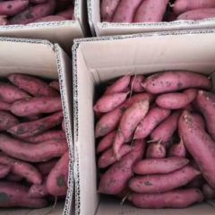 河北三河蜜薯25号红薯营养丰富