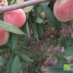 沂蒙冬桃，畅销山东，销往各地。