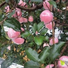 物美价廉，专业代办！膜袋和纸夹膜富士