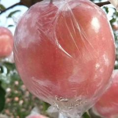 山西省运城市纸加膜，膜代富士大量上市