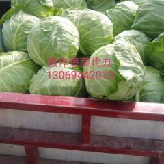 2021中甘21/8398春季季甘蓝河南焦作博爱大量上市