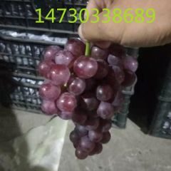 巨峰葡萄一斤半以上好货不贵