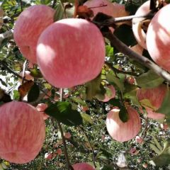 陕西红富士苹果批发价格