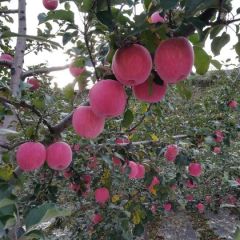 山地片红富士预订中。。。。