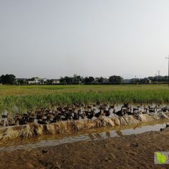 农田散养野鸭，绿色养殖（长沙、株洲、湘潭）
