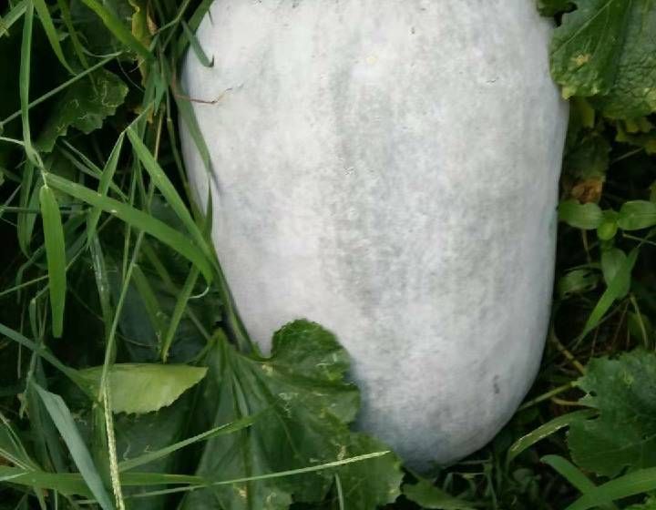 供应:云南粉皮大冬瓜上市了