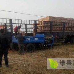 高山膜袋红富士苹果大量上市价格