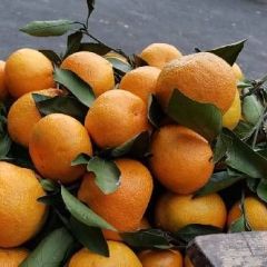 带叶蜜橘，欢迎来货代销！