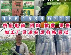 大棚瓜茬潍县青萝卜产地直销价格便宜
