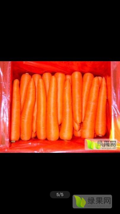 2019年河南通许三红七寸参价格