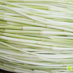 现摘现发新鲜优质水芹菜