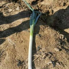 本地大葱大量上市中，速来联系。