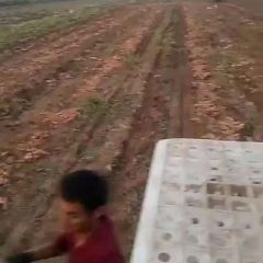 西瓜红 龙署9 烟25 大量出售