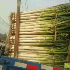 昌邑大葱名扬大江南北