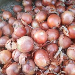 黄葱两极分化，大家多多关注